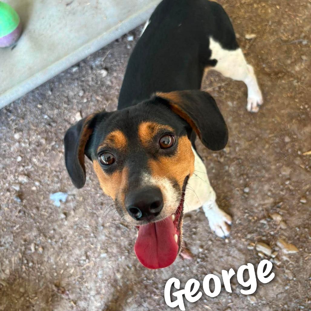 George, Adoptable, Young Male Beagle.