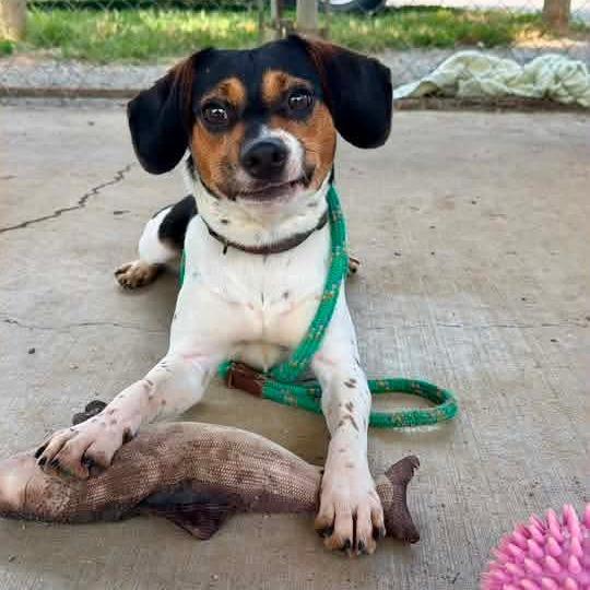 Enlarge George, a Adoptable Beagle in Oak Ridge, TN image 2/4