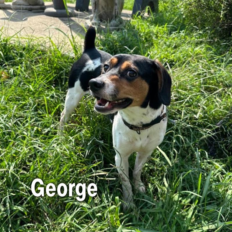 George, Adoptable, Young Male Beagle.