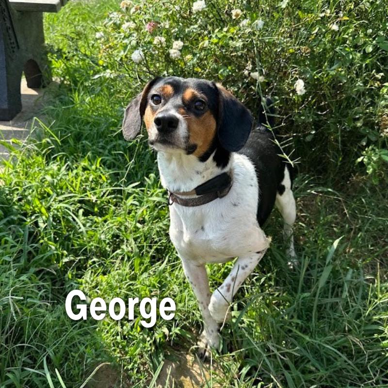 George, a Adoptable Beagle in Oak Ridge, TN image 2/2