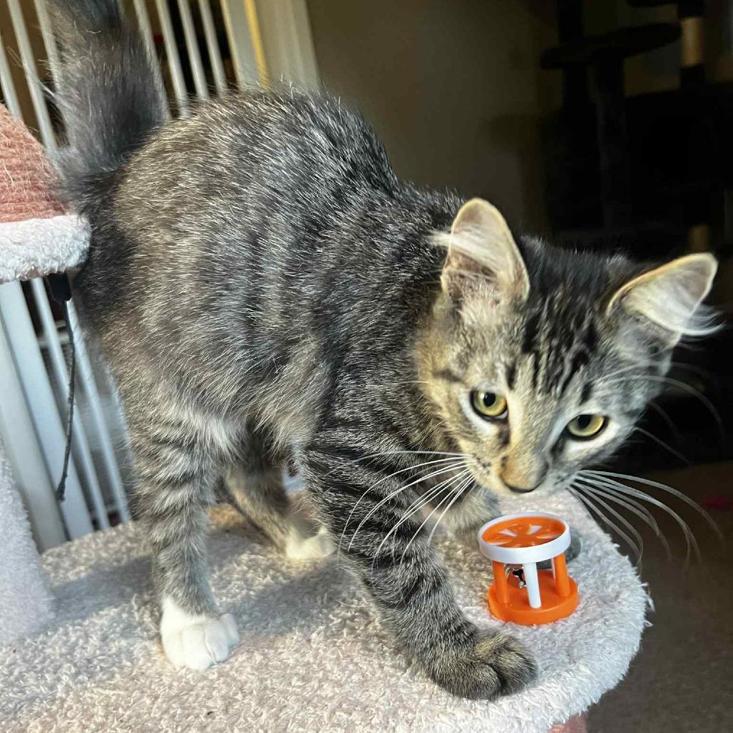 Enlarge ROCKER, a Adoptable Domestic Medium Hair in Stephenville, TX image 2/3