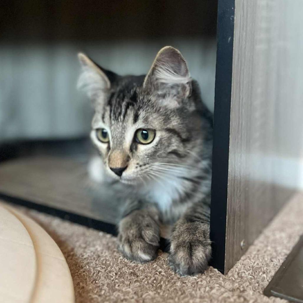 Enlarge ROCKER, a Adoptable Domestic Medium Hair in Stephenville, TX image 3/3