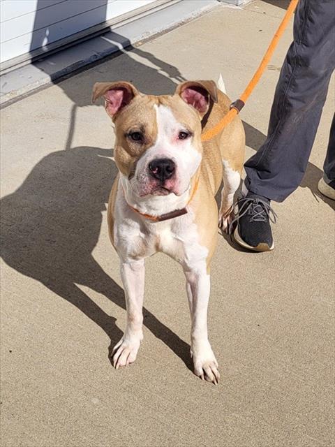 PADDOCK, Adoptable, Young Male Pit Bull Terrier.