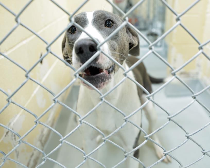 TEBUS, Adoptable, Young Female Border Collie & Pit Bull Terrier.