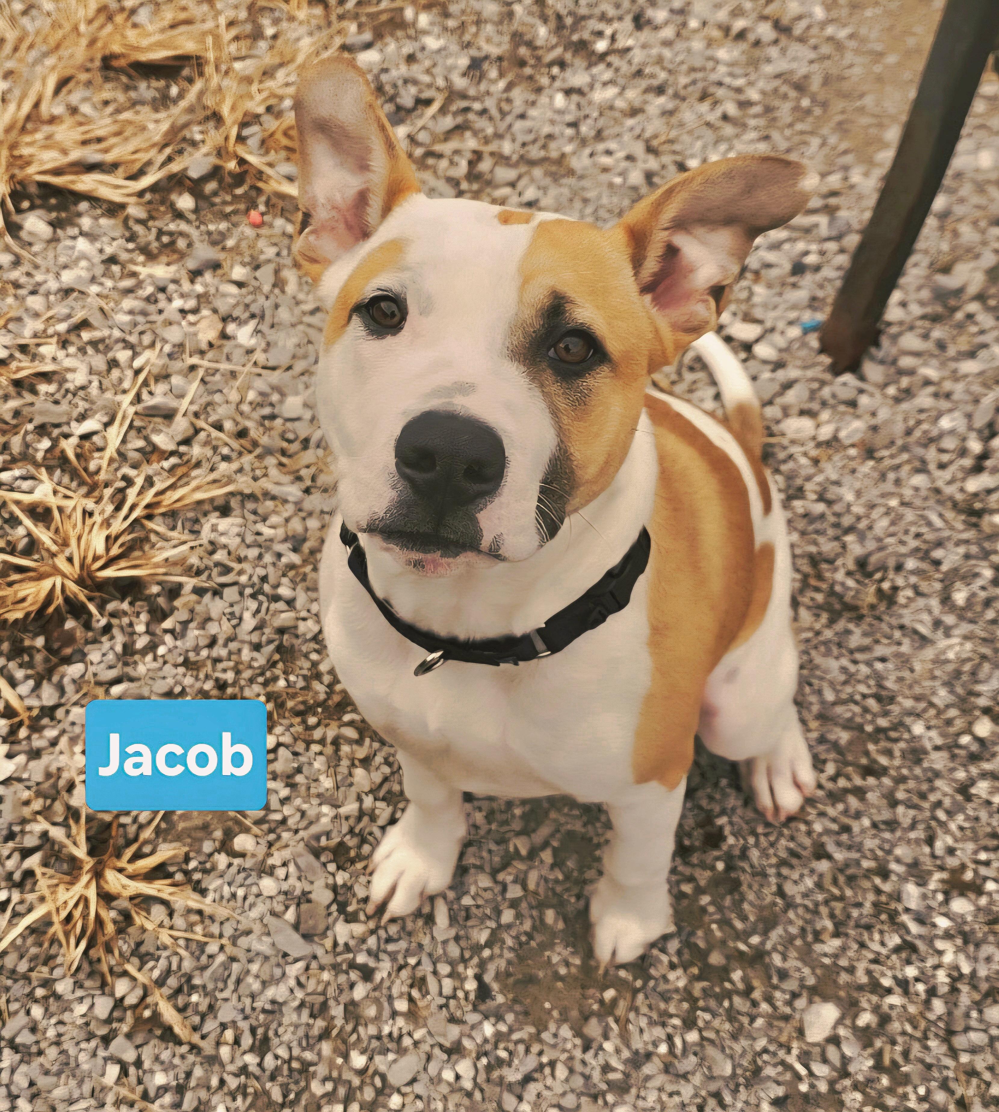 Jacob , a ADOPTABLE mixed breed in Clinton, MO image 2/2