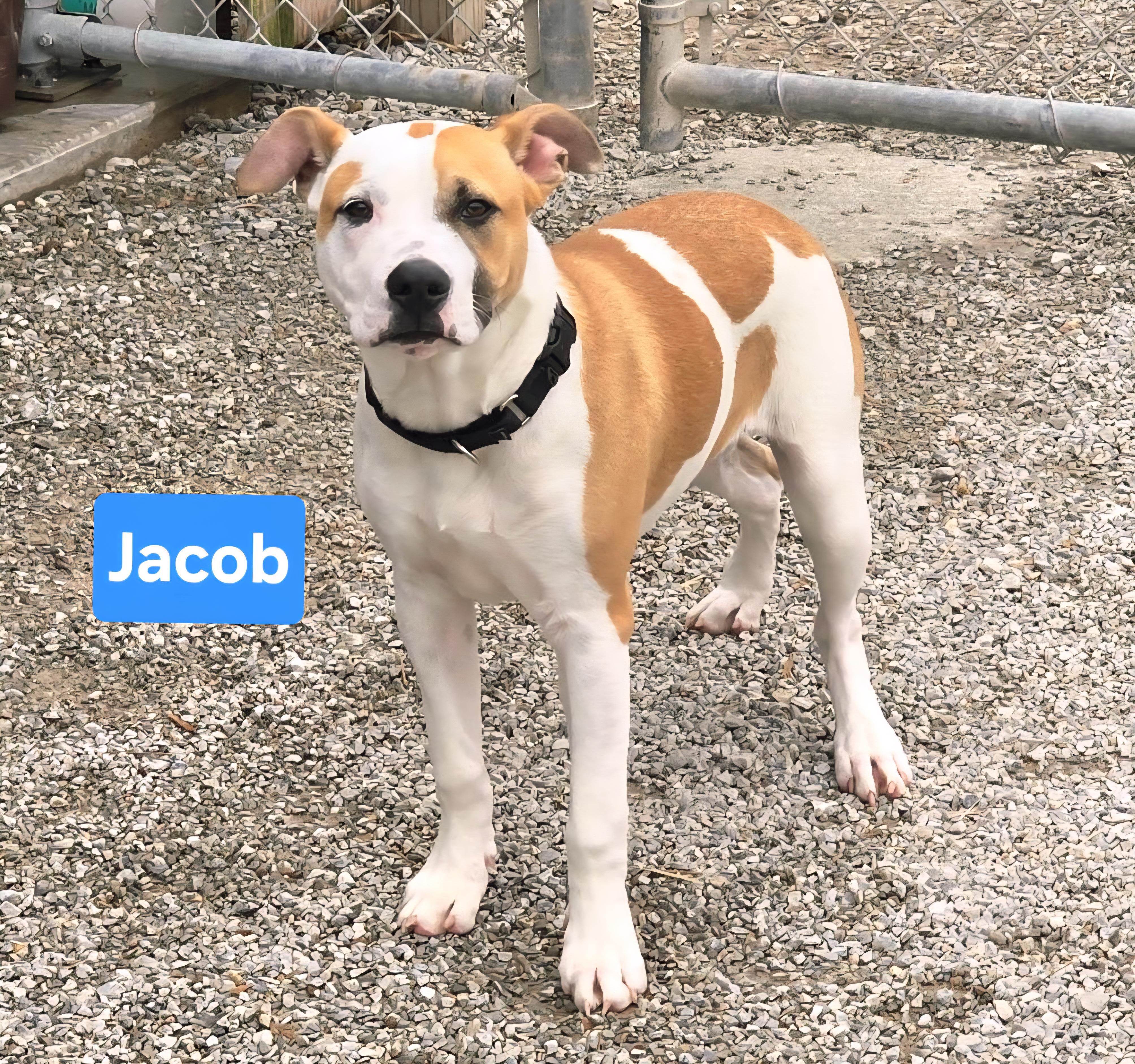 Jacob , a ADOPTABLE mixed breed in Clinton, MO image 1/2