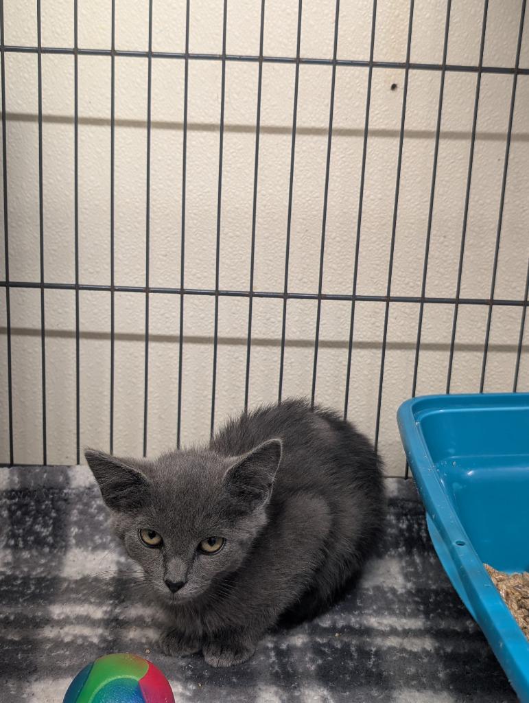 Winston, Adoptable, Kitten Male Domestic Short Hair.