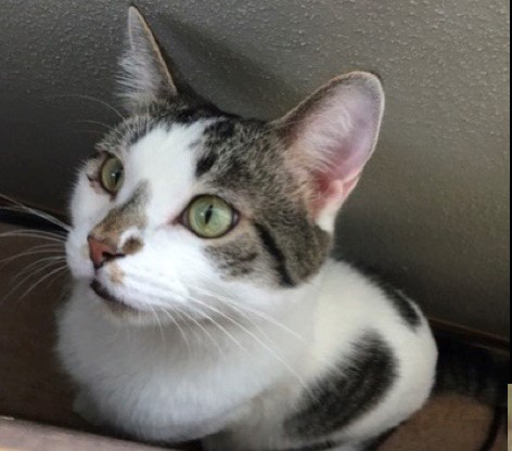 Gershwin, Adoptable, Adult Male Domestic Short Hair.