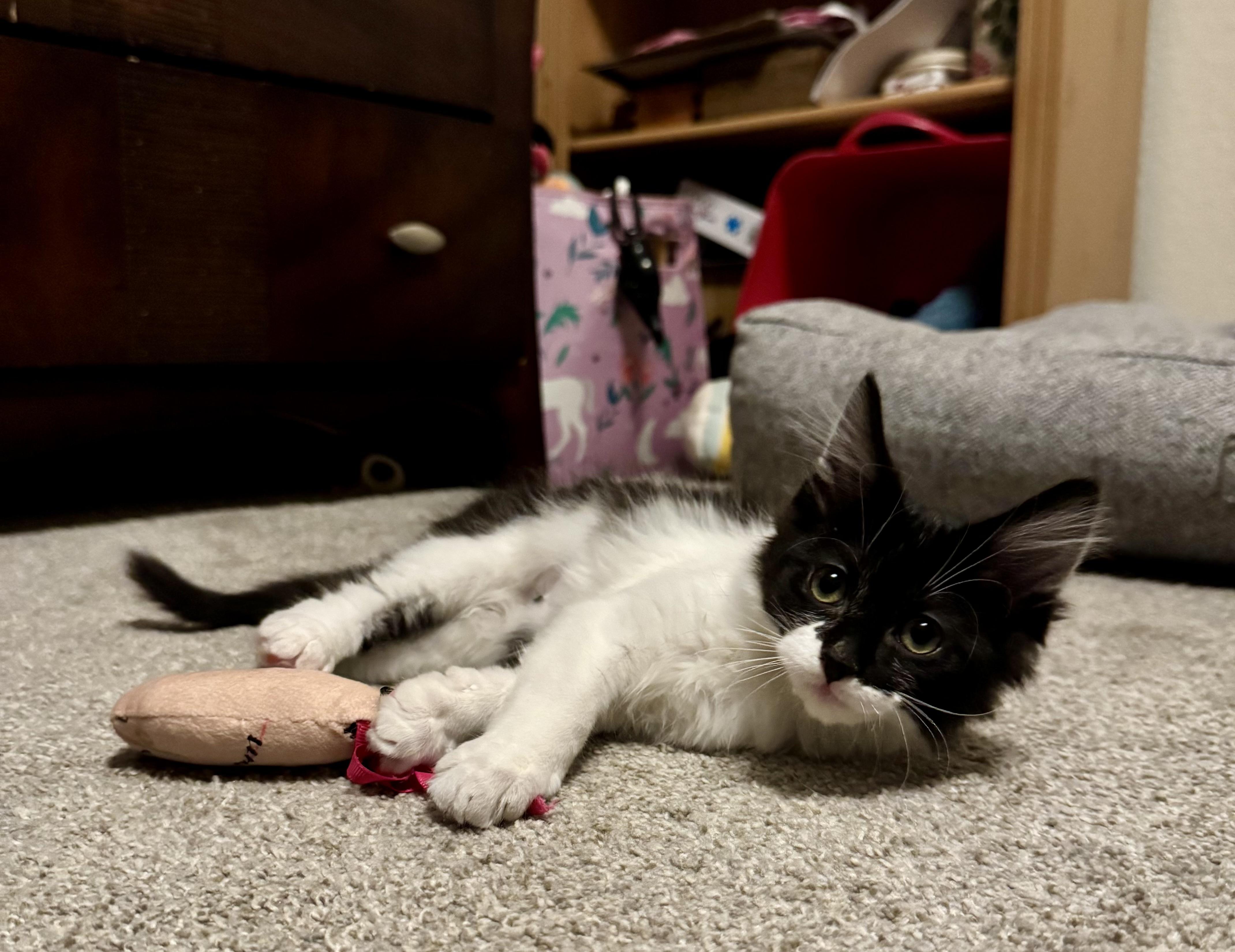 Jay, Adoptable, Kitten Male Domestic Short Hair.