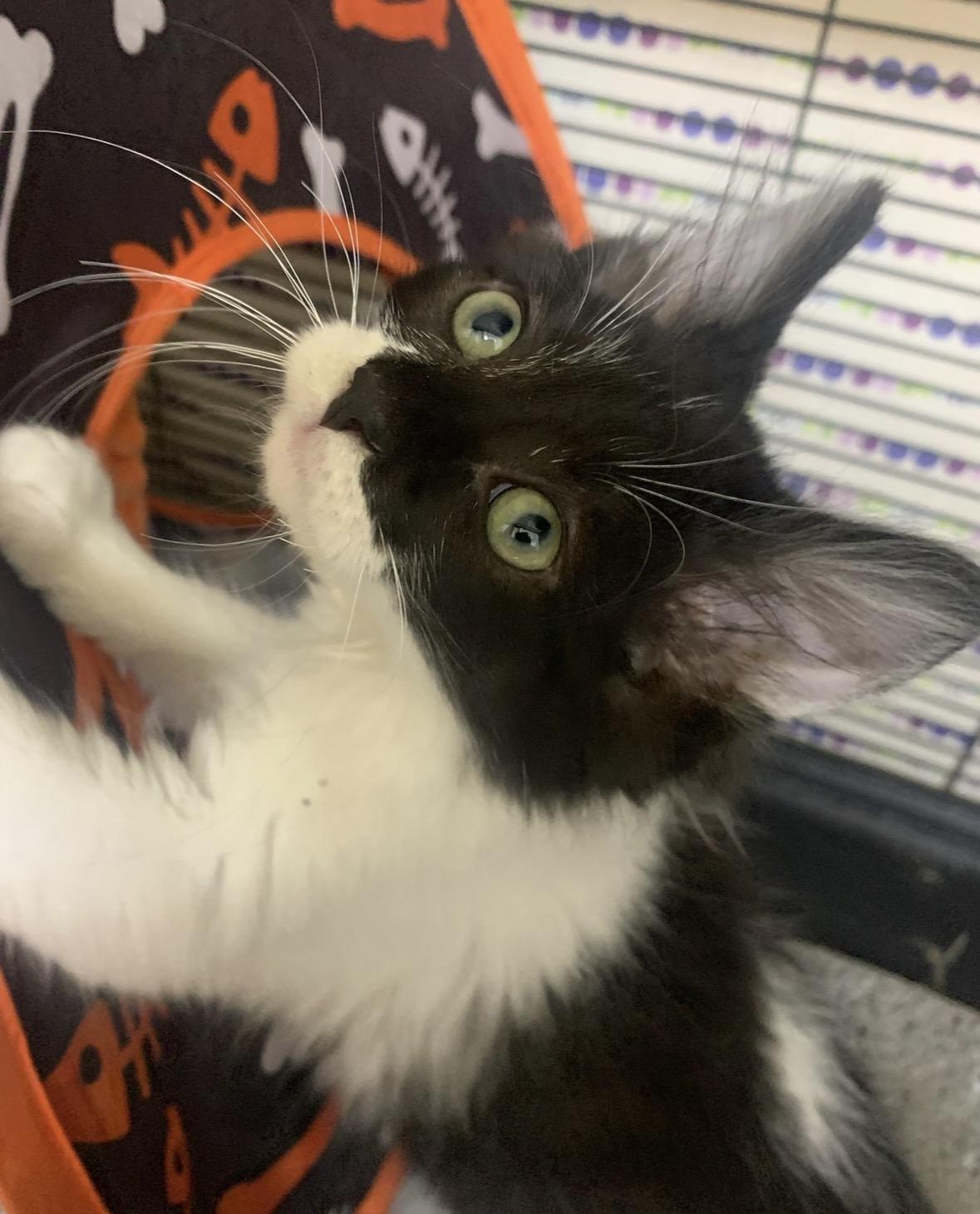 Jay, Adoptable, Kitten Male Domestic Short Hair.