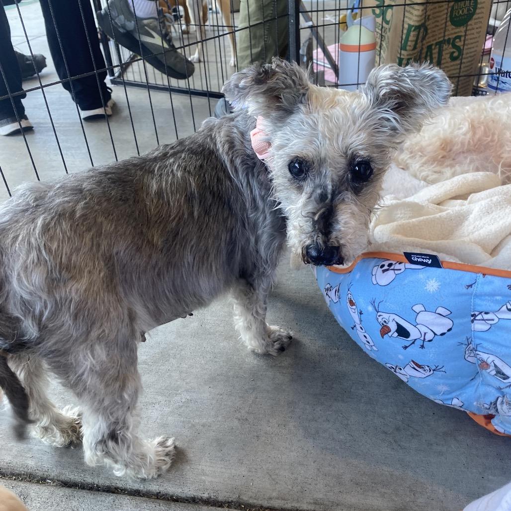 Matilda, Adoptable, Senior Female Schnauzer.