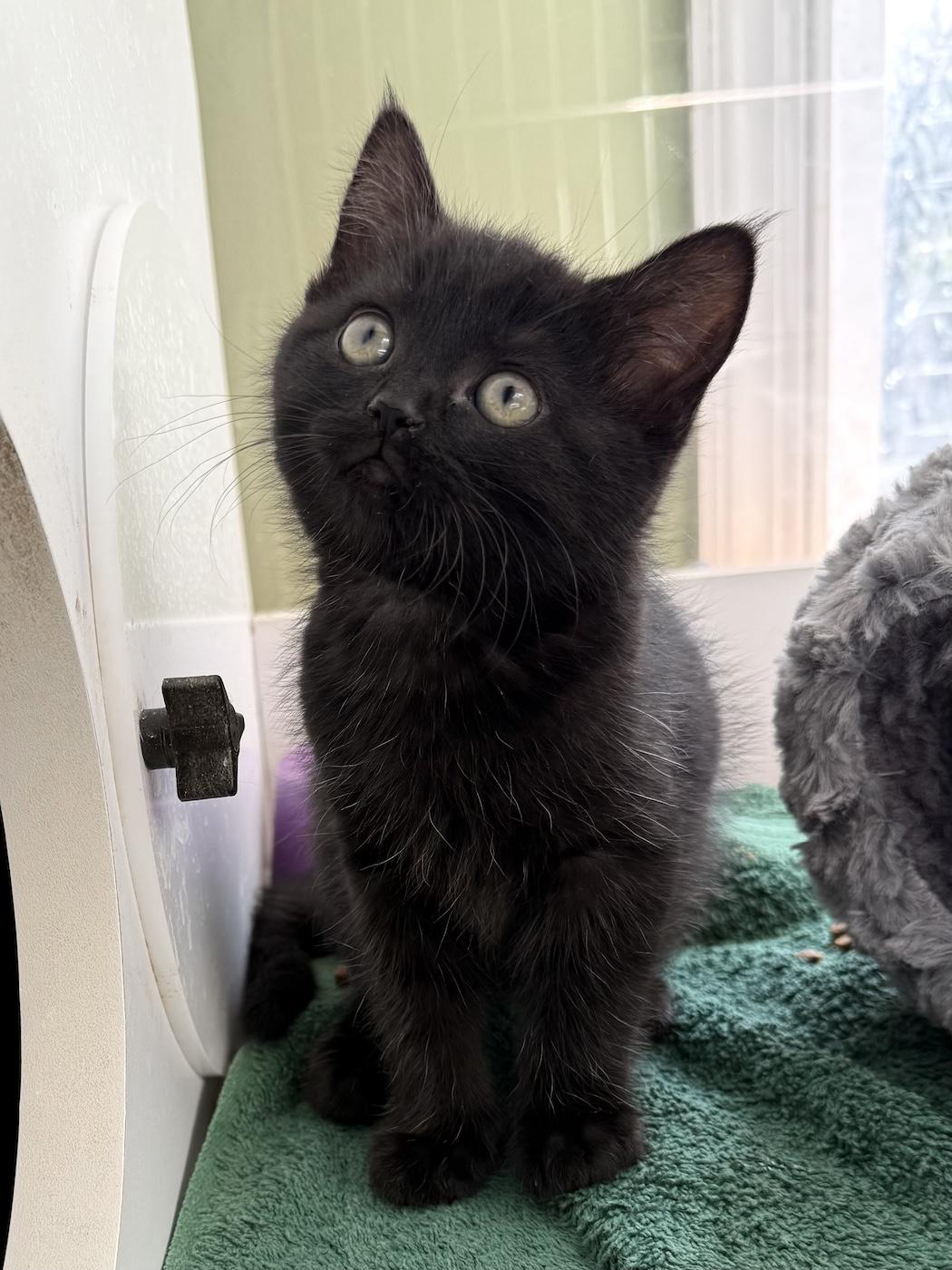 Enlarge Ebony, a Adopted Domestic Short Hair in Bedford, VA image 2/3