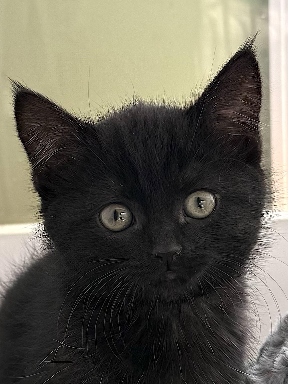 Ebony, Adopted, Kitten Female Domestic Short Hair.