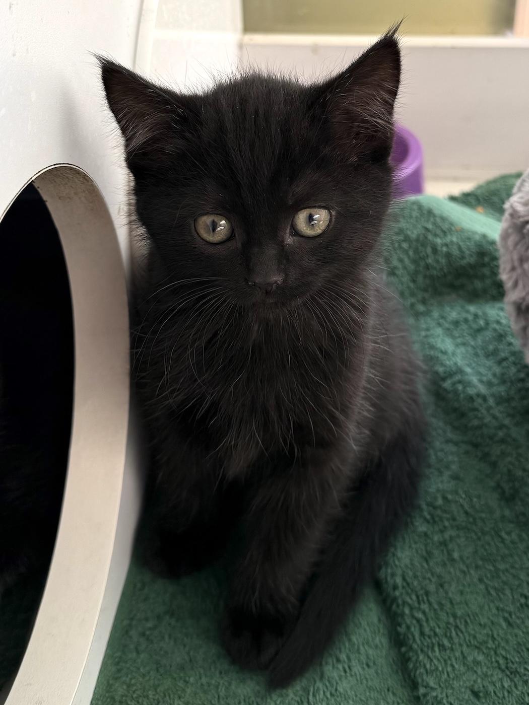 Enlarge Ebony, a Adopted Domestic Short Hair in Bedford, VA image 3/3
