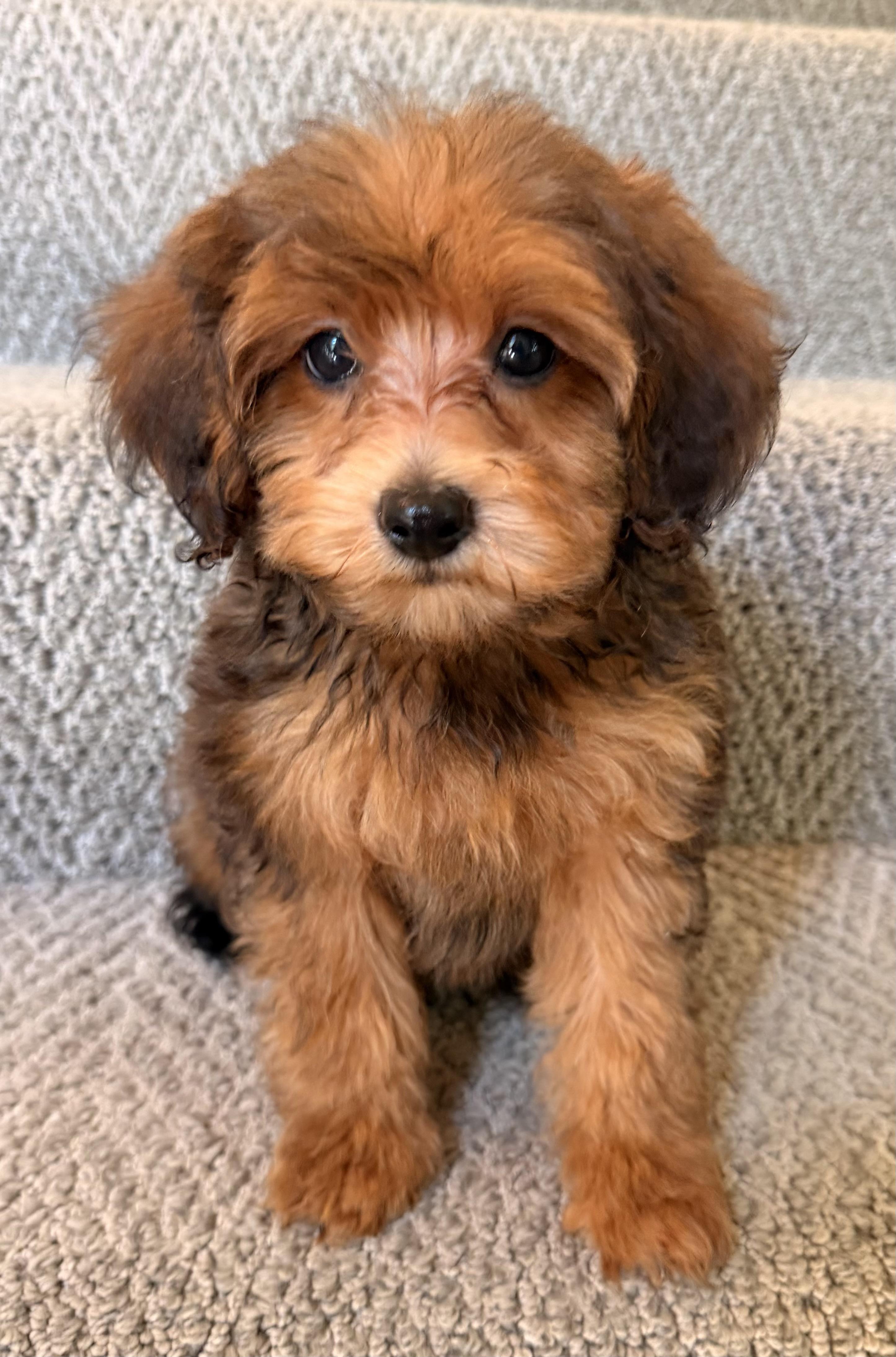 Enlarge Oscar, a ADOPTABLE mixed breed in Overland Park, KS image 1/1