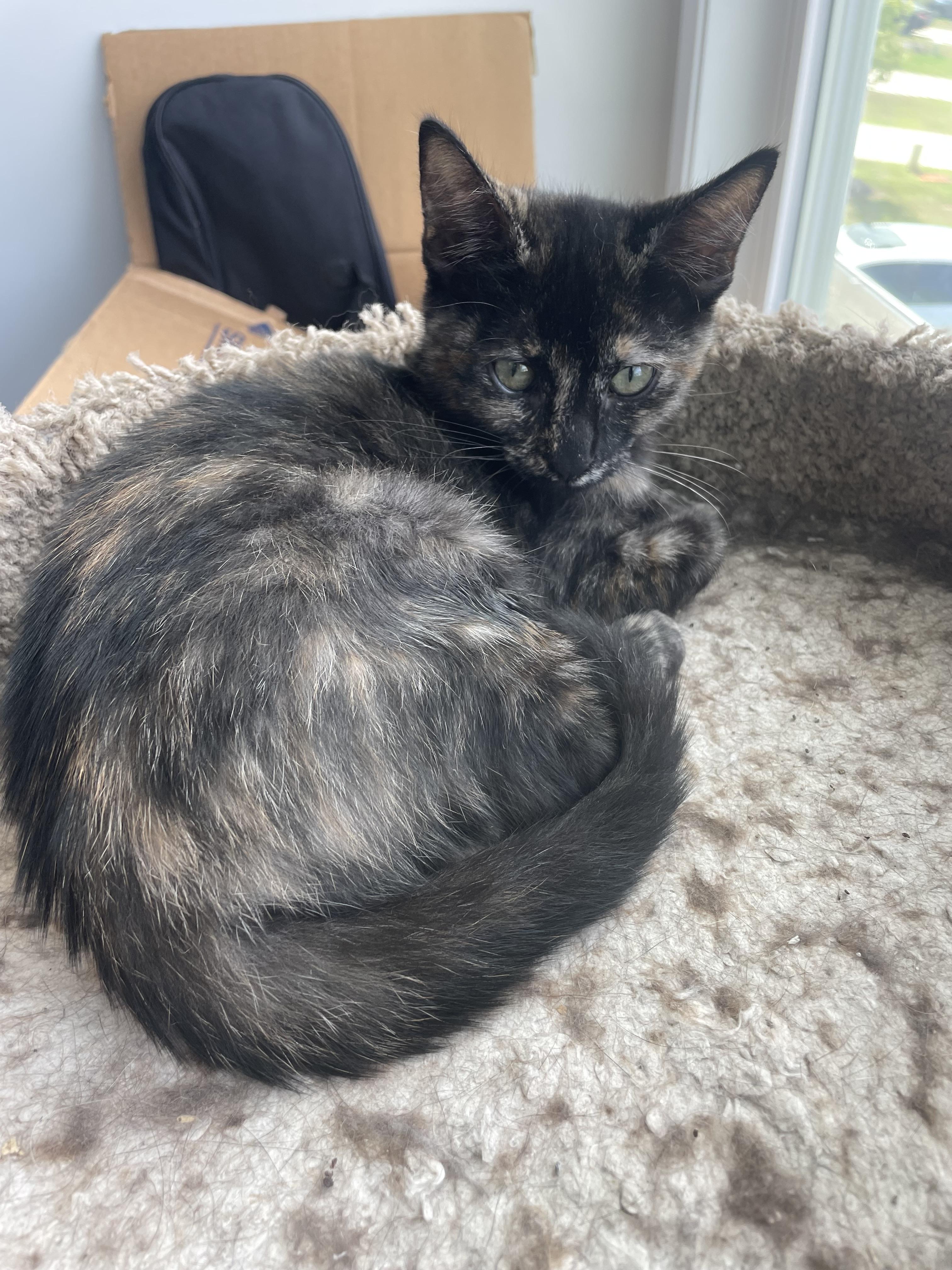 Mary Read, a Adoptable Domestic Short Hair in Seneca, SC image 5/5