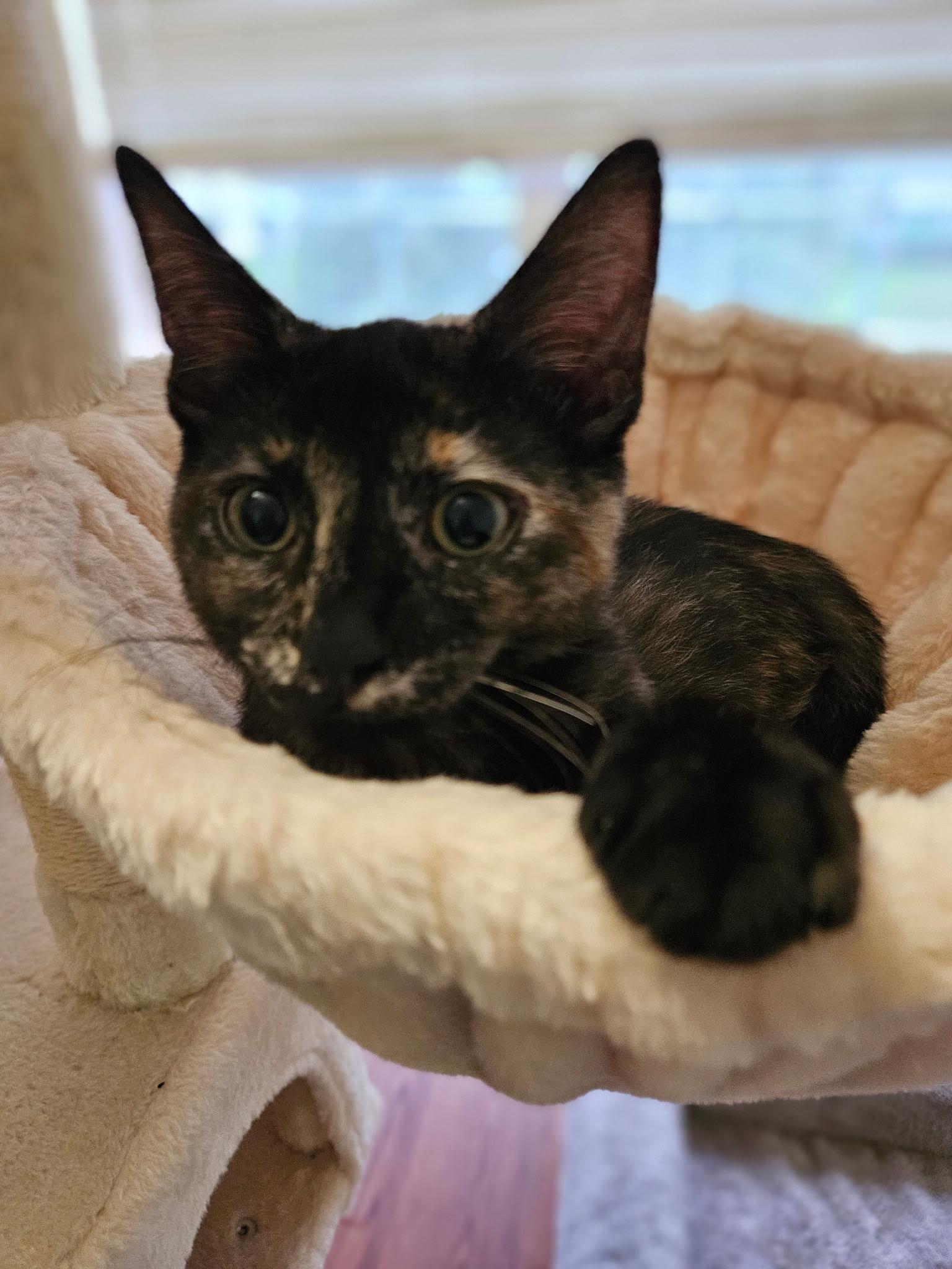 Mary Read, Adoptable, Young Female Domestic Short Hair.