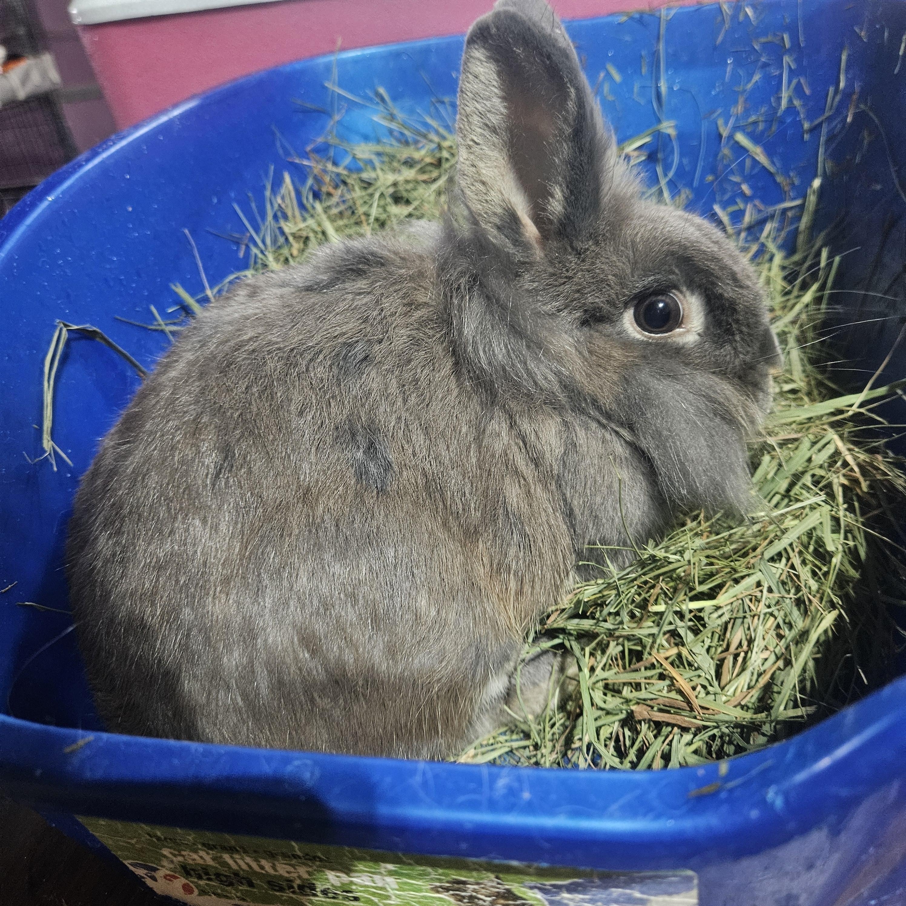 Enlarge Violet, a Adoptable Lionhead in Wilkes-Barre, PA image 2/2