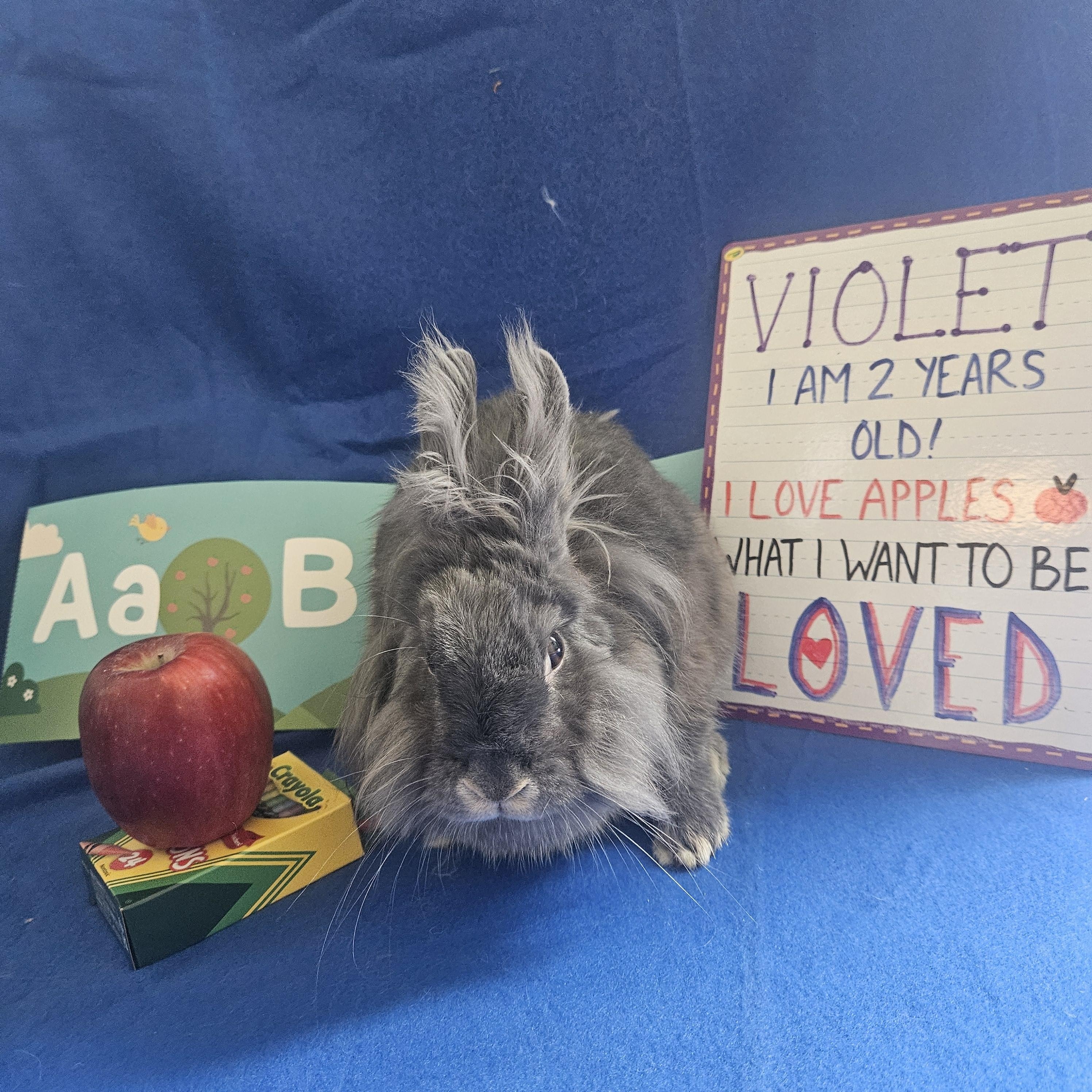Violet, Adoptable, Adult Female Lionhead.