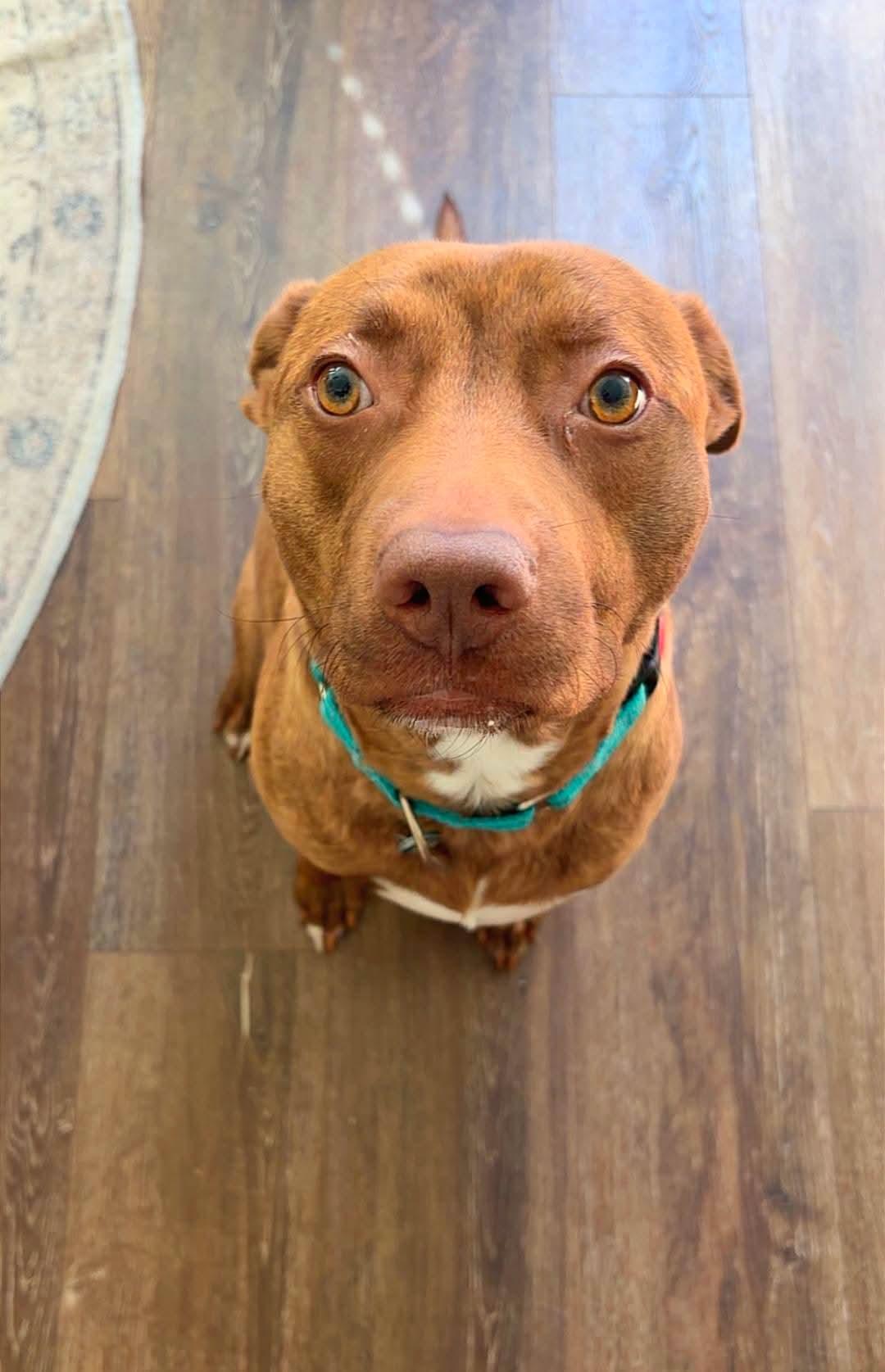 Enlarge Lt. Dan, a ADOPTABLE mixed breed in Cypress, TX image 1/6