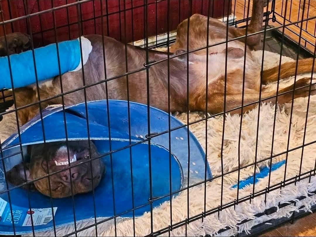 Enlarge Lt. Dan, a ADOPTABLE mixed breed in Cypress, TX image 4/6