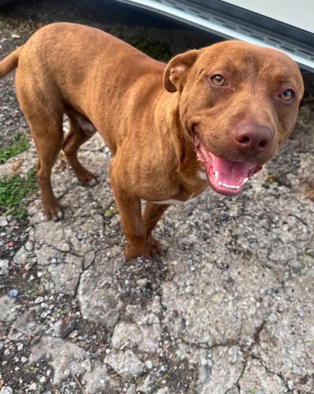 Enlarge Lt. Dan, a ADOPTABLE mixed breed in Cypress, TX image 2/6