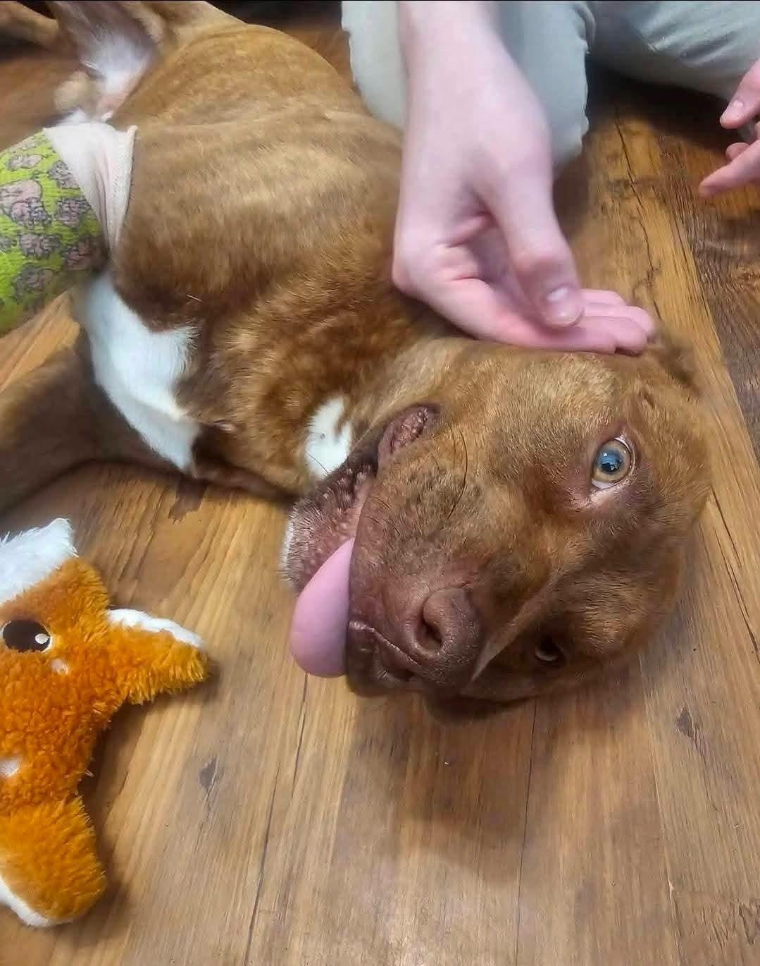 Enlarge Lt. Dan, a ADOPTABLE mixed breed in Cypress, TX image 5/6
