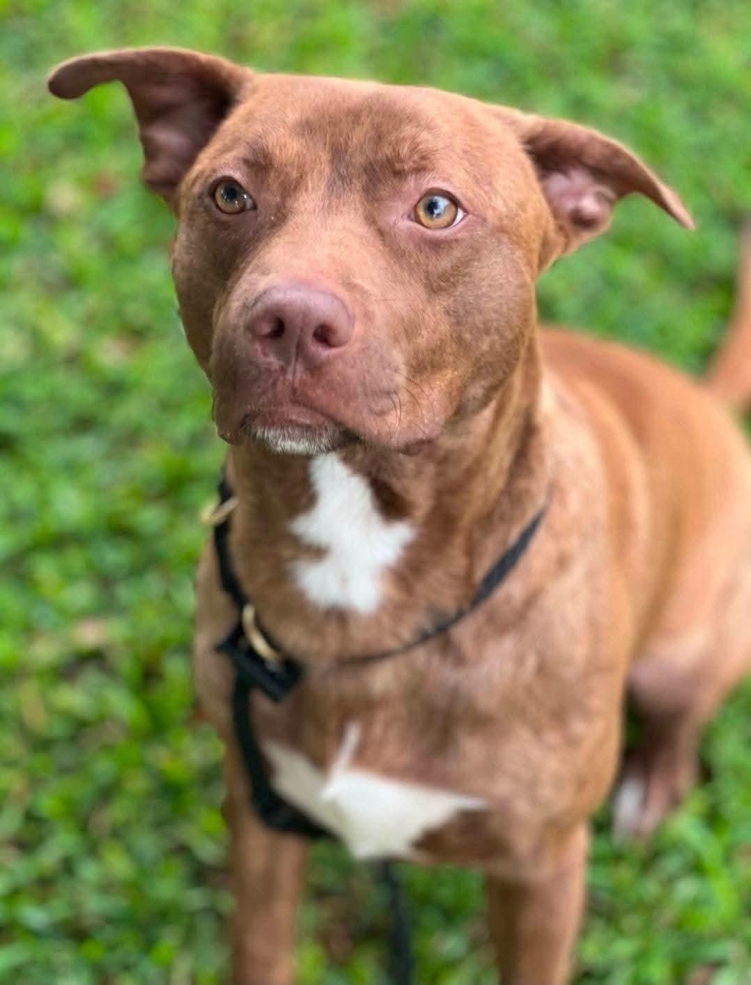 Enlarge Lt. Dan, a ADOPTABLE mixed breed in Cypress, TX image 3/6