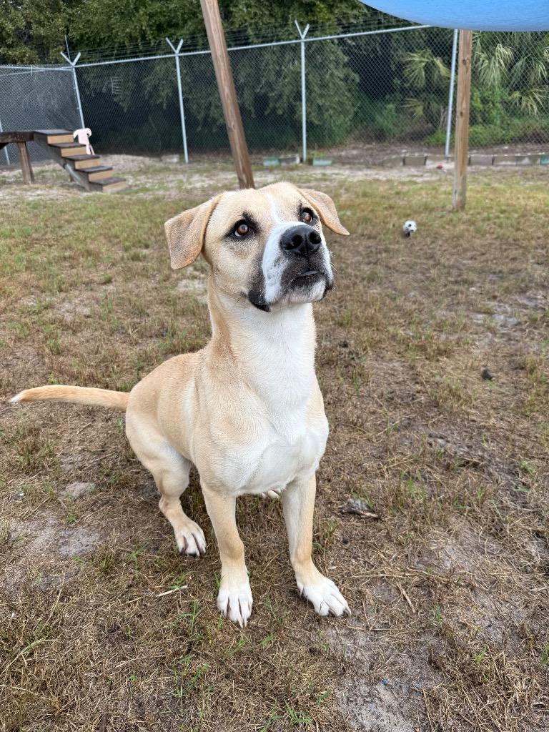 Freddy / Blue, Adoptable, Adult Male Mixed Breed.