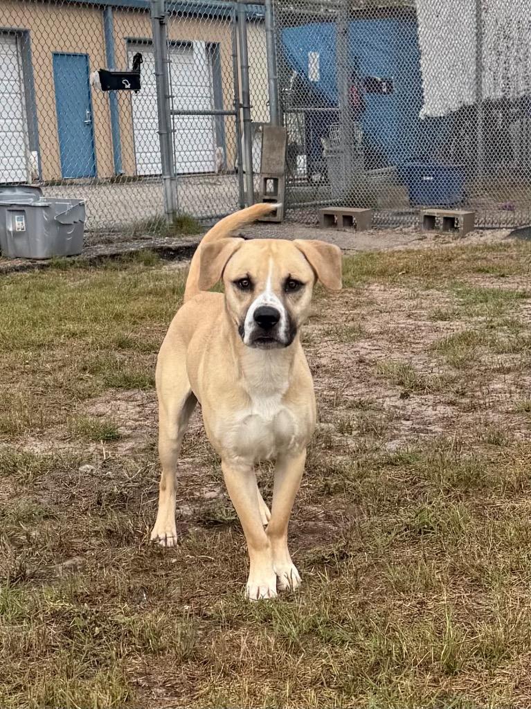 Enlarge Freddy / Blue, a Adoptable mixed breed in Rockport, TX image 3/6