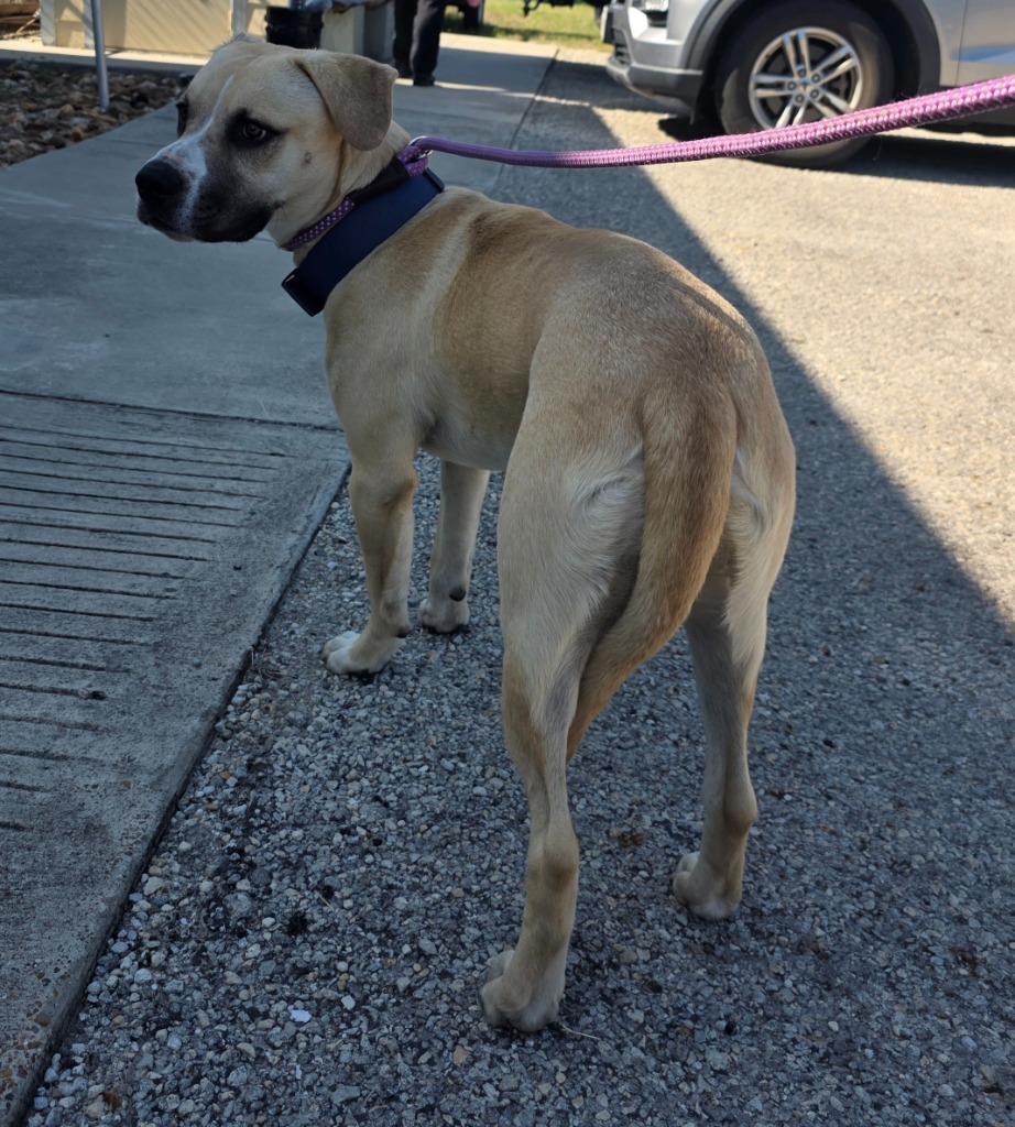 Enlarge Freddy / Blue, a Adoptable mixed breed in Rockport, TX image 1/1