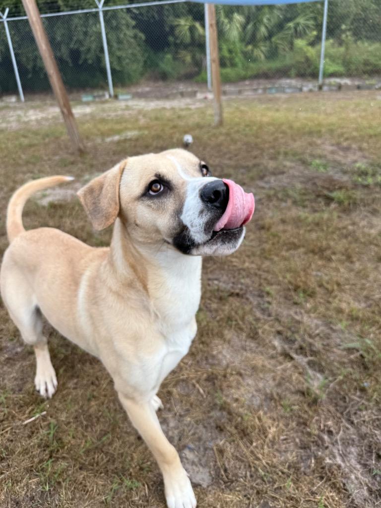 Enlarge Freddy / Blue, a Adoptable mixed breed in Rockport, TX image 4/6