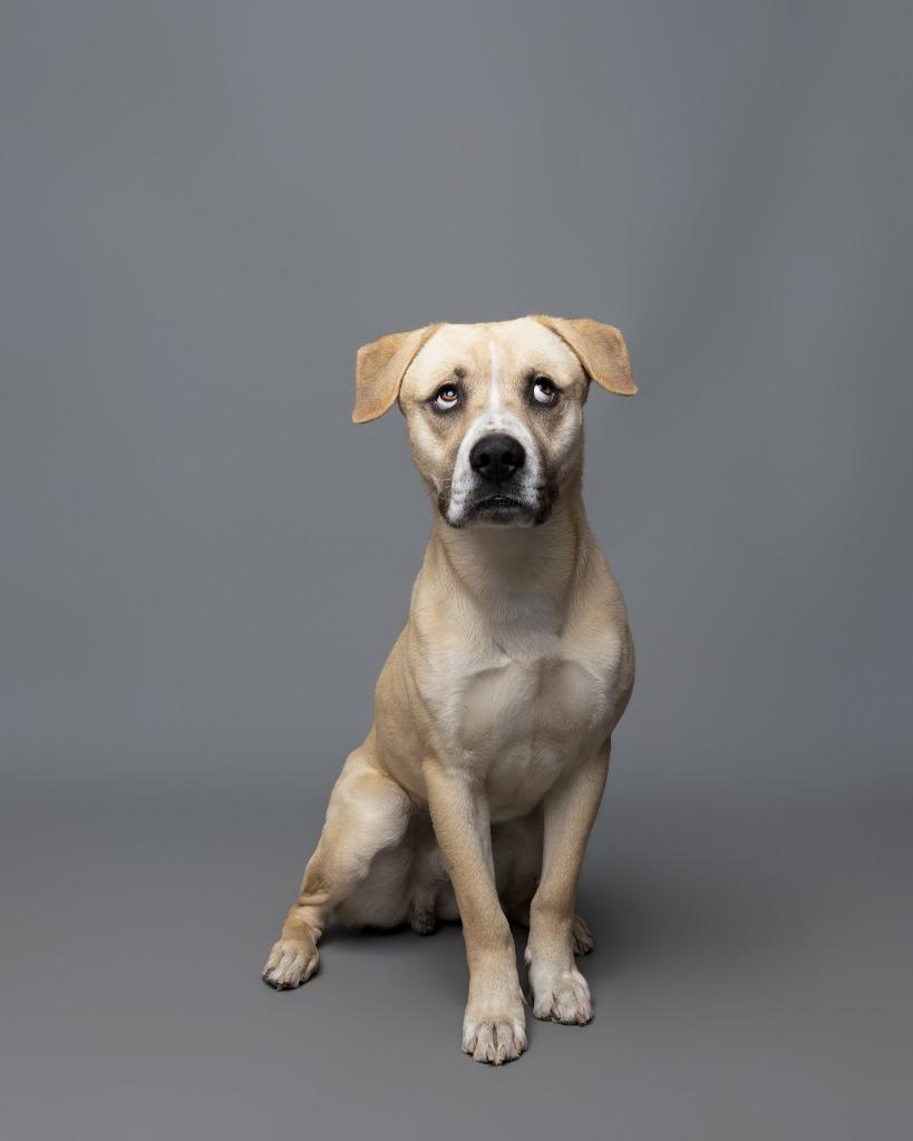 Enlarge Freddy / Blue, a Adoptable mixed breed in Rockport, TX image 5/6