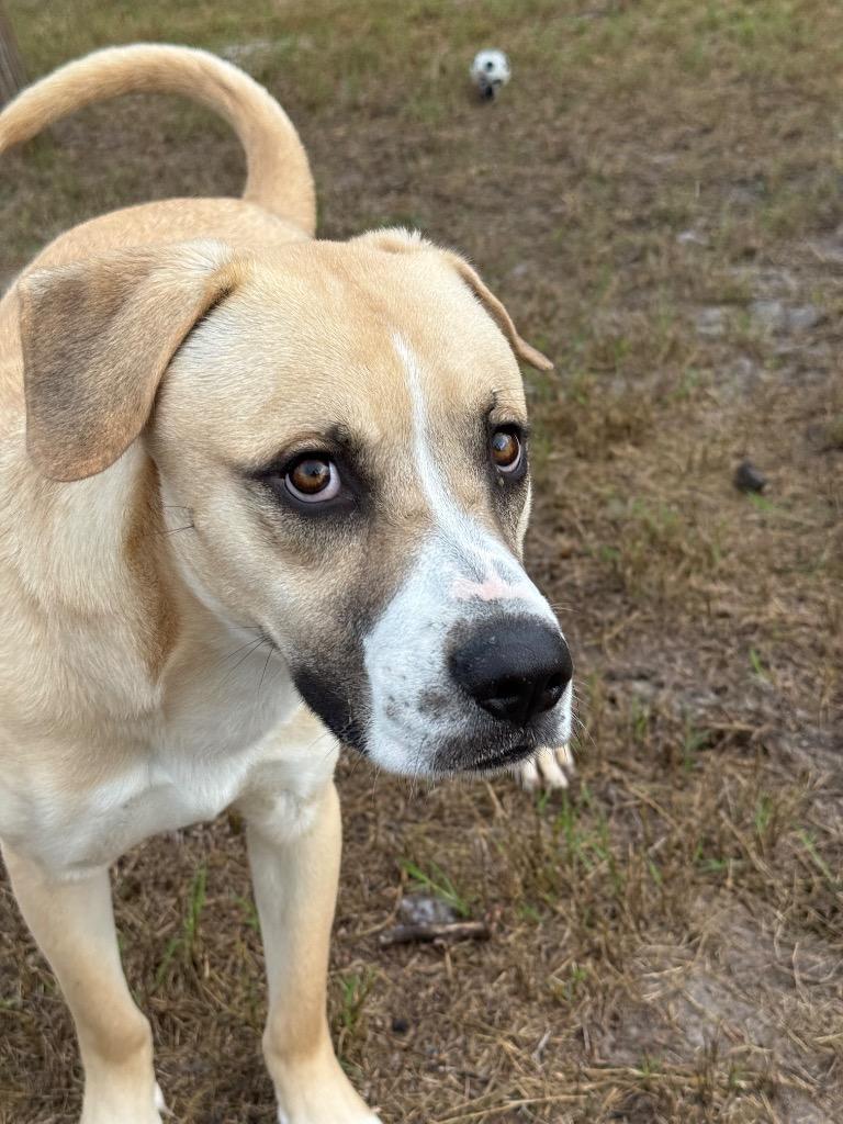 Enlarge Freddy / Blue, a Adoptable mixed breed in Rockport, TX image 6/6
