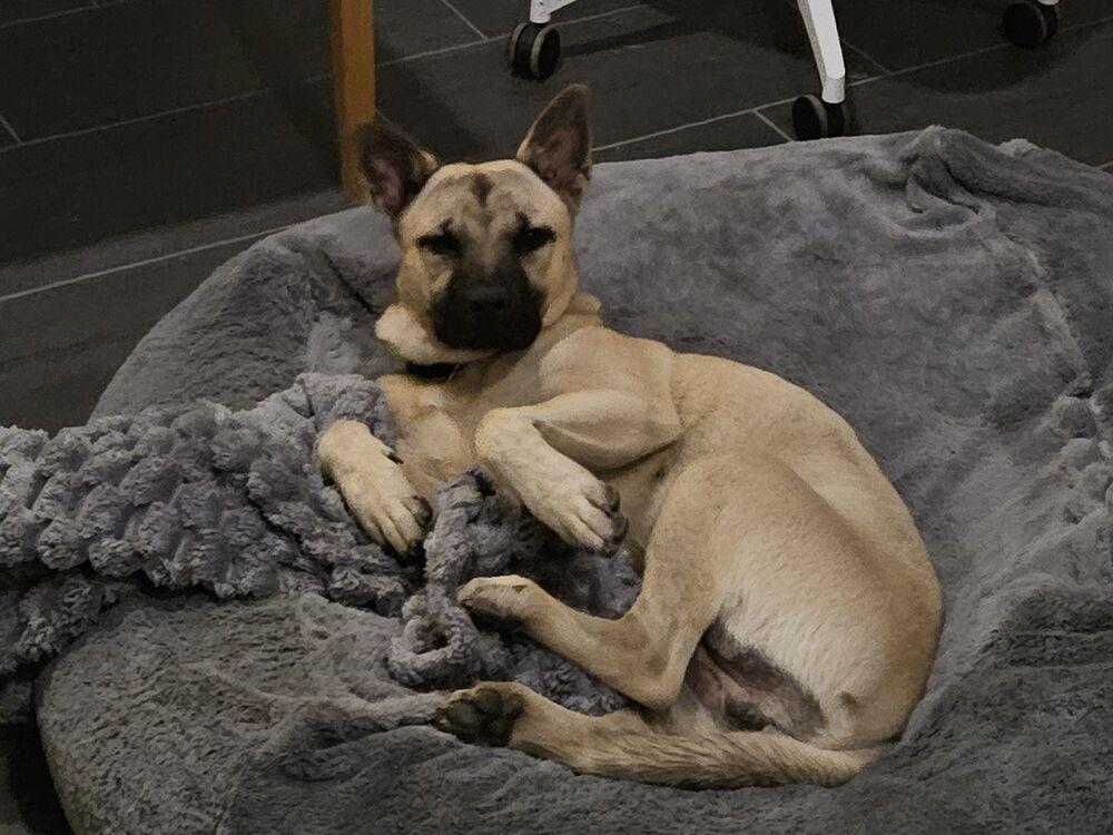 Major, Adoptable, Young Male Shepherd.