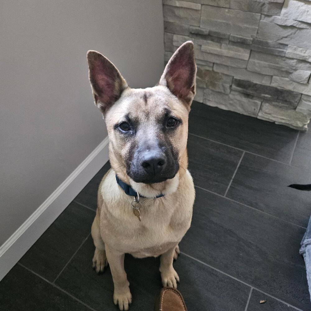Enlarge Major, a Adoptable mixed breed in Waunakee, WI image 3/6