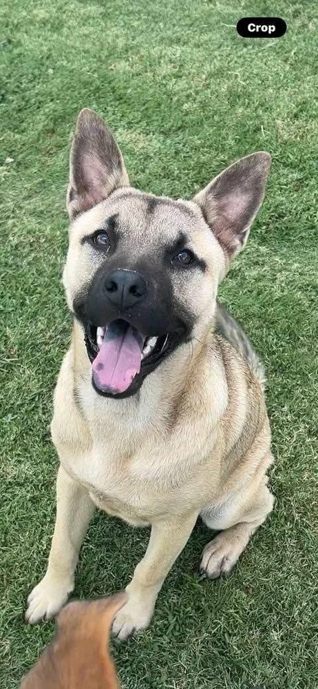 Enlarge Major, a Adoptable mixed breed in Waunakee, WI image 4/6