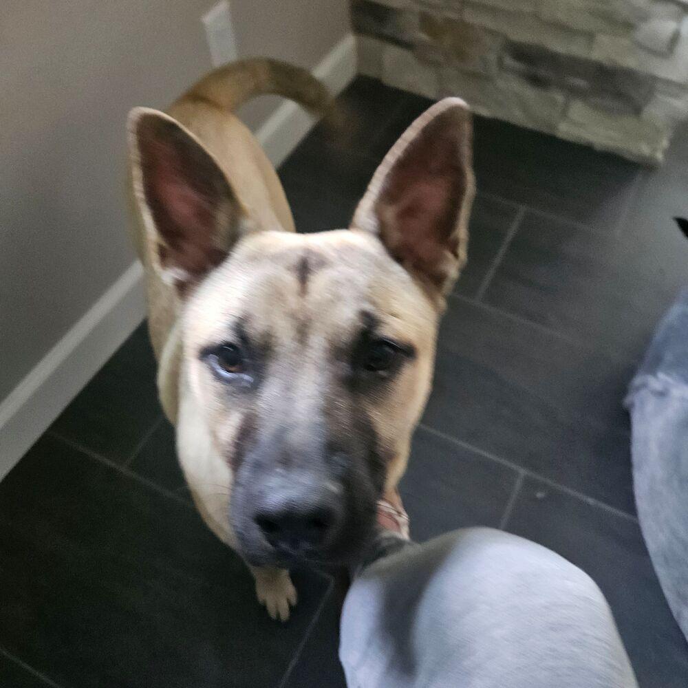Enlarge Major, a Adoptable mixed breed in Waunakee, WI image 5/6