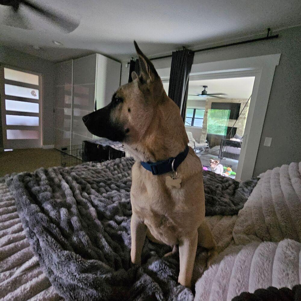 Enlarge Major, a Adoptable mixed breed in Waunakee, WI image 6/6