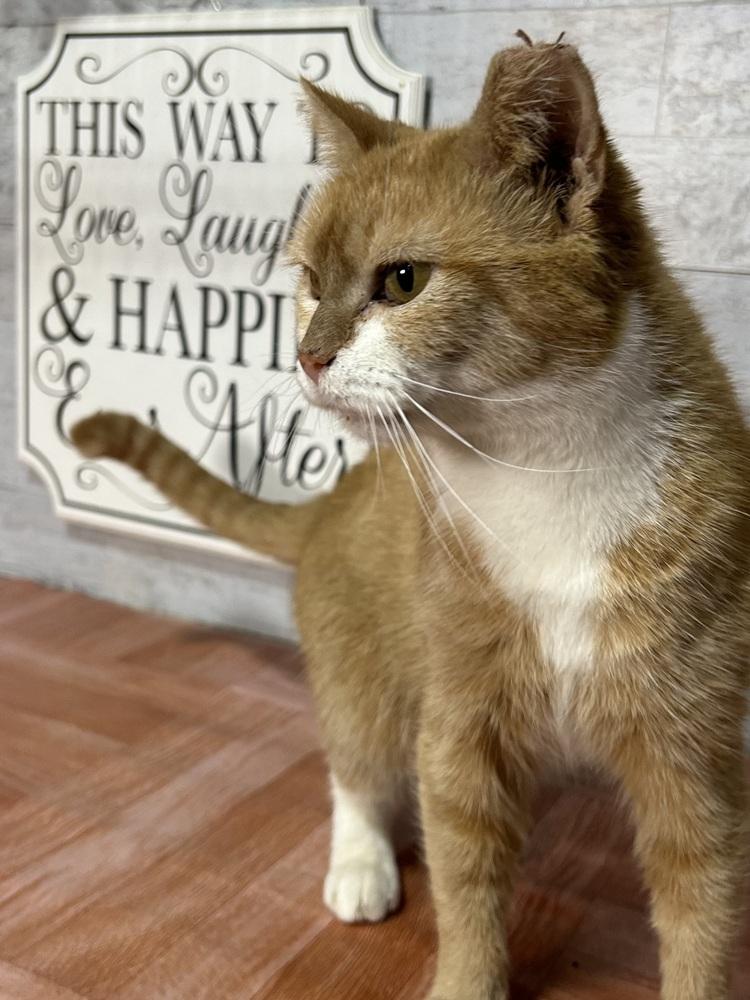 Speedy, Adoptable, Adult Female Domestic Short Hair.