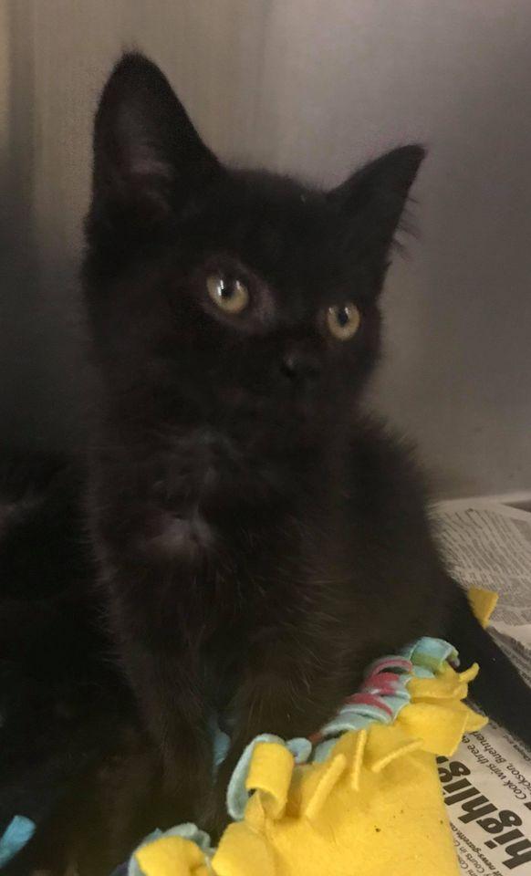Kyra, Adopted, Adult Female Domestic Medium Hair.