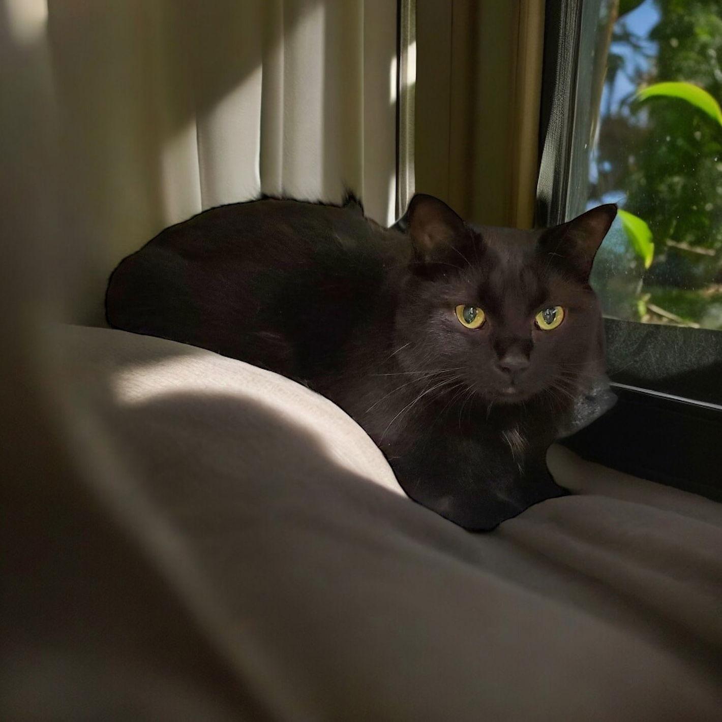 Kyra, a Adopted Domestic Medium Hair in Champaign, IL image 2/3