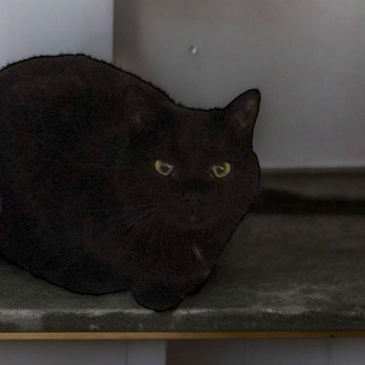 Kyra, a Adopted Domestic Medium Hair in Champaign, IL image 3/3