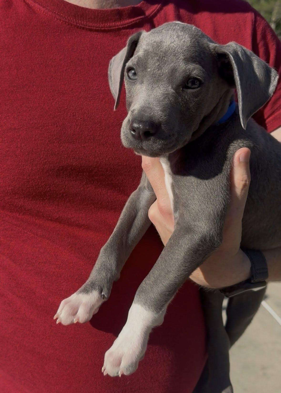 Pork chop, Adopted, Puppy Male Terrier.