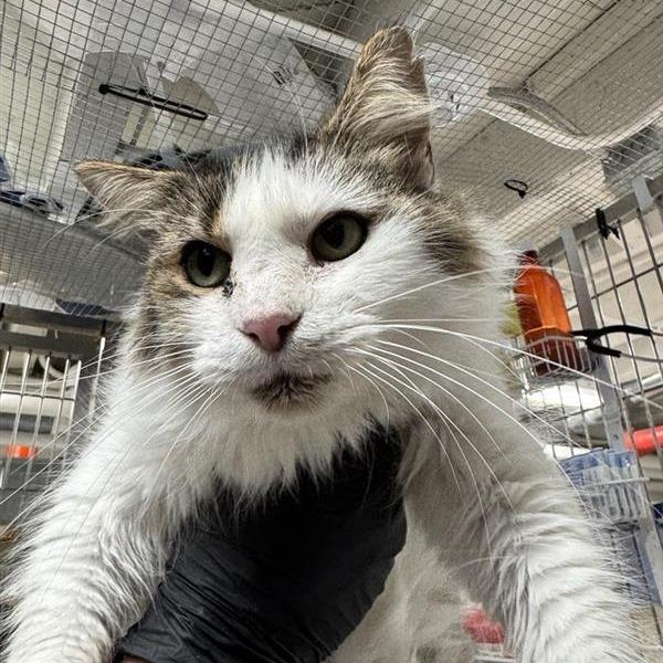 Harlow, a Adoptable Domestic Medium Hair in New York, NY image 1/6