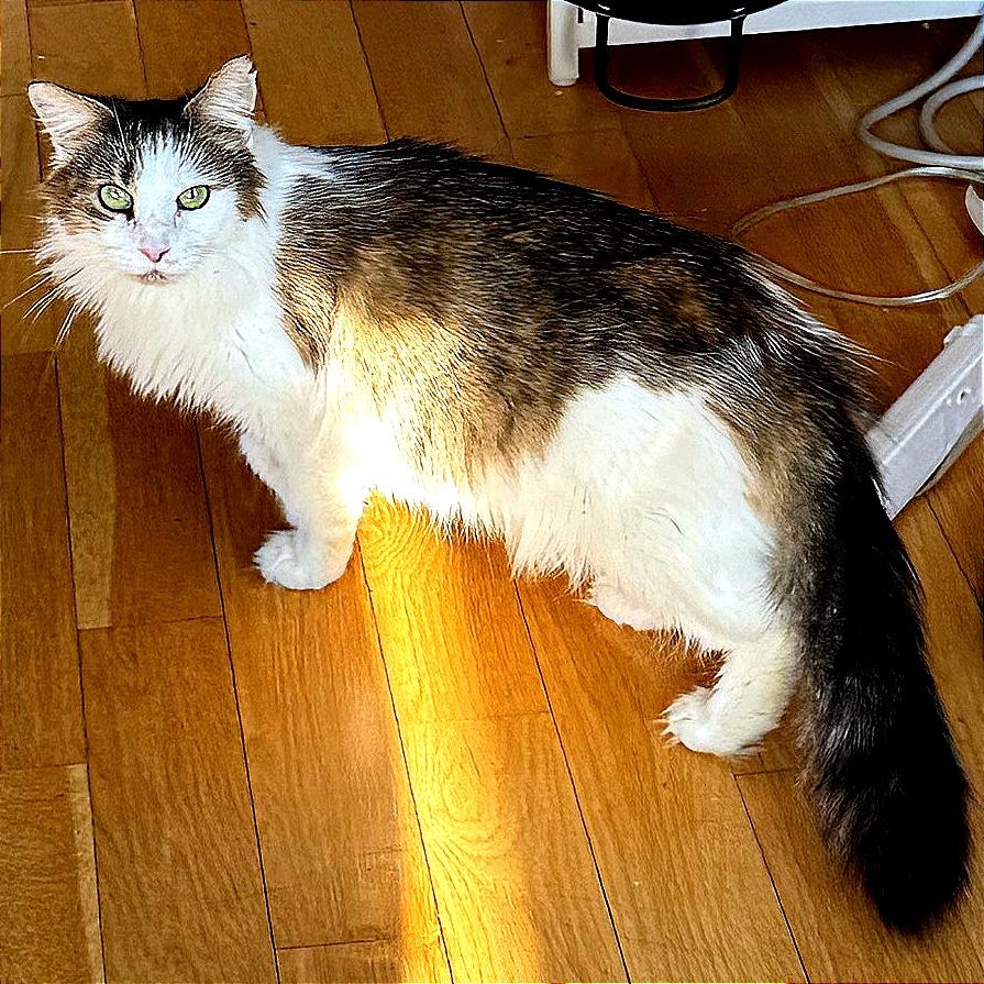 Harlow, a Adoptable Domestic Medium Hair in New York, NY image 2/6
