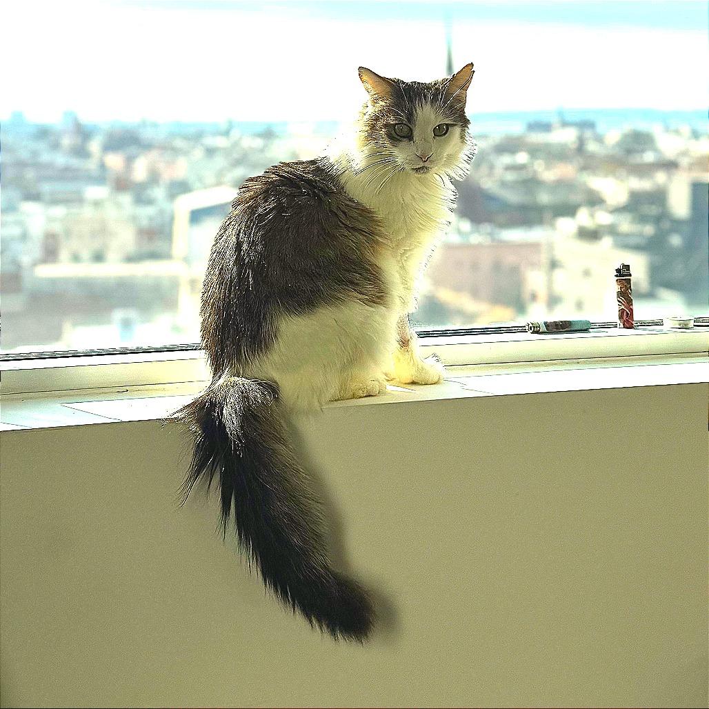 Harlow, a Adoptable Domestic Medium Hair in New York, NY image 3/6
