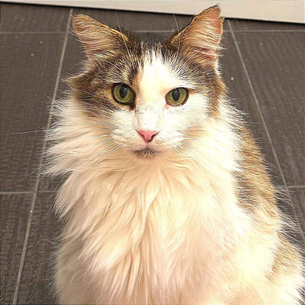 Harlow, a Adoptable Domestic Medium Hair in New York, NY image 5/6