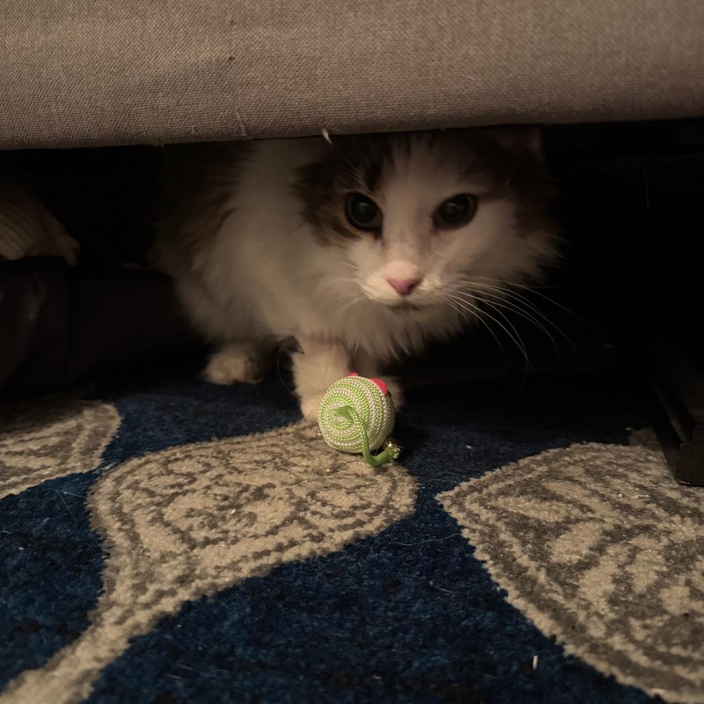 Harlow, a Adoptable Domestic Medium Hair in New York, NY image 6/6