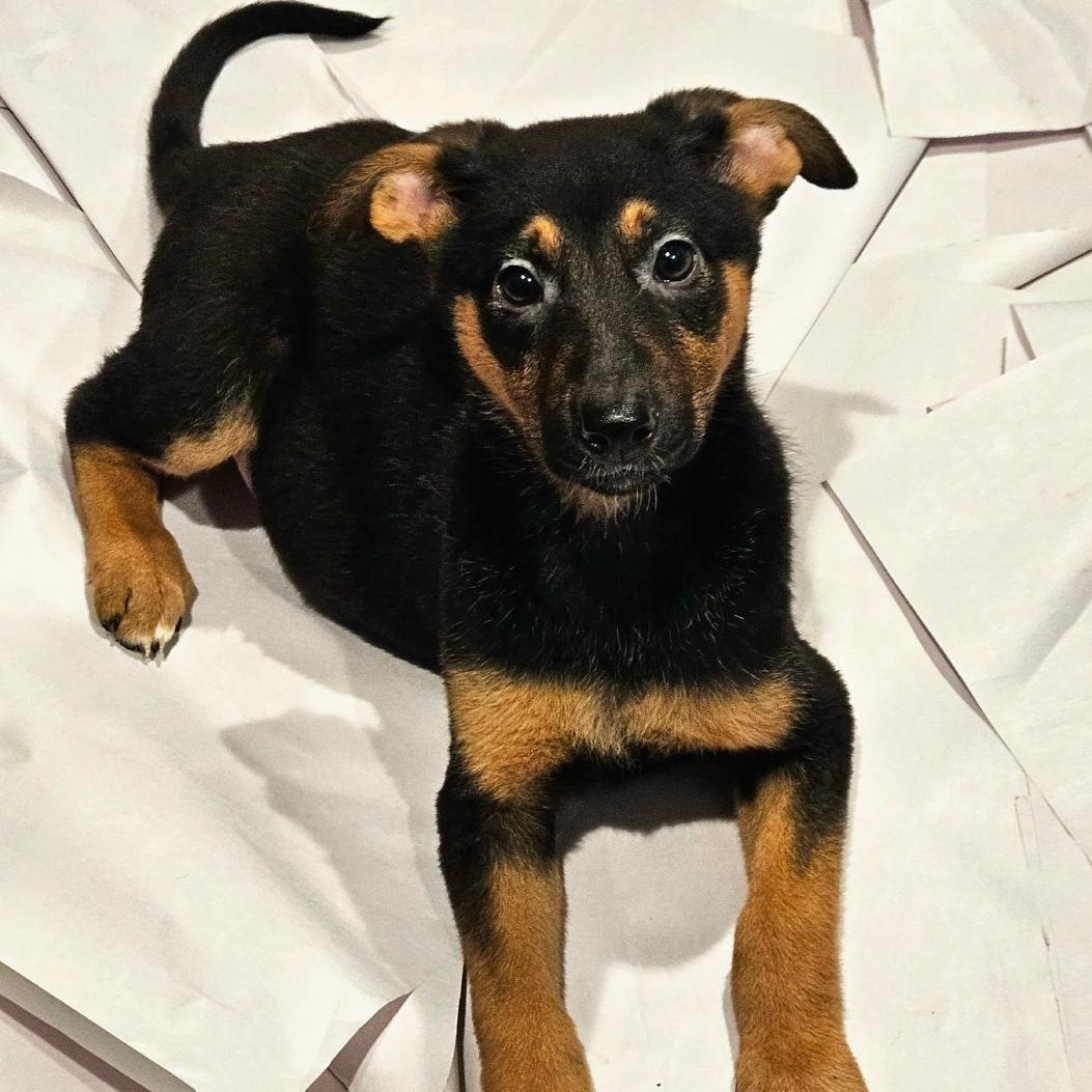 Bonsai, a Adoptable mixed breed in Chicago, IL image 3/6